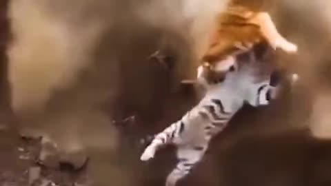 tiger vs tiger