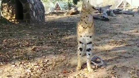 Savannah, the serval cat getting "enrichment"