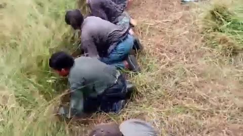 Traditional village grass cutting event