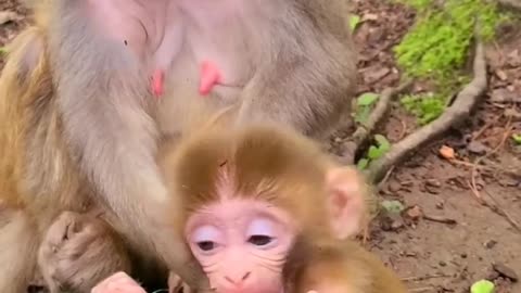 Baby monkey enjoys sucking fingers
