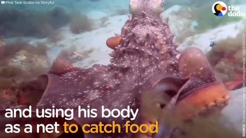 Octopus Is Either Really Hungry Or Really Mad — Or Both