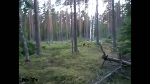 HUGE Bigfoot Caught On Video In Russia?! AMAZING VIDEO