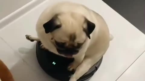 Pug Sits on a Moving Vacuum