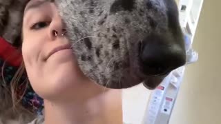 Massive Great Dane 'Helps' Woman Paint Her New Home