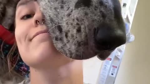 Massive Great Dane 'Helps' Woman Paint Her New Home