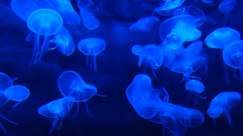 beautiful jellyfish in blue color || free video 24 .