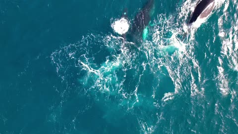 Humpback Whales Splash Together