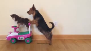 Dog Pushes Friend on Toy Scooter