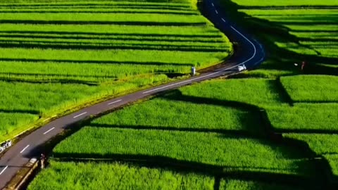 Beauty of Ricefields - Nature Vibes