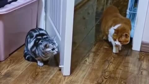 Two Adorable Cats Outwitting Each Other