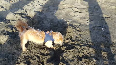 Dog Dig Out Some Beach Sand To Get His Summer Ball