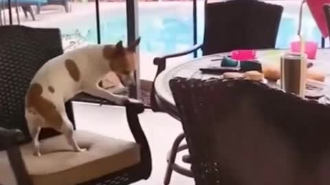 Funniest crazy dog ever. Try not to laugh!! dog trying to go to the other chair!!