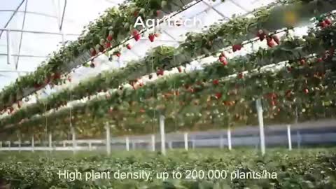 Growing Strawberry Agriculture Technology Strawberry Processing