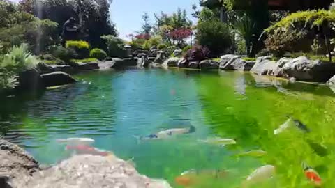 Koi fish pond 103