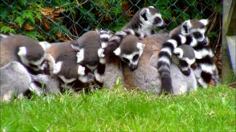 Group of Ring-Tailed Lemurs A group of ring-tailed Lemurs huddled together at a zoo.