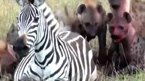 Pregnant zebra Mares Battle Hynas Clane