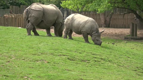 Rhino in Chester Zoo
