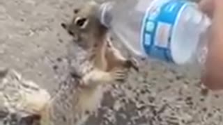 Squirrel asks for water