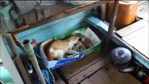 DingDon! mother cat find the newborn cute baby cat funny cat