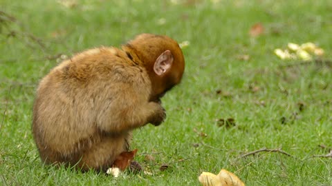 Baby monkey while eating
