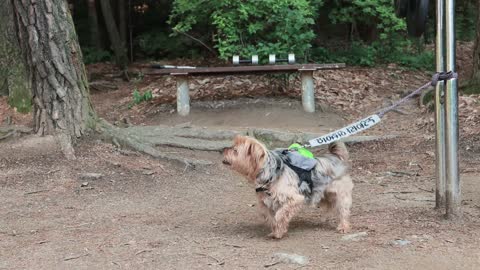 A dog barking while on a leash that someone release him