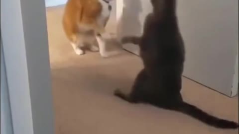 Cat Slap Compilation - Angry & Funny Cats |