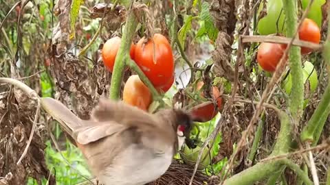 Mother Bird Cry! Snake eating her babies😢😢