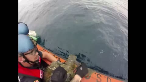 US Coast Guard rescues turtles while looking for drugs