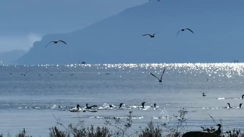 birds diving in the sky