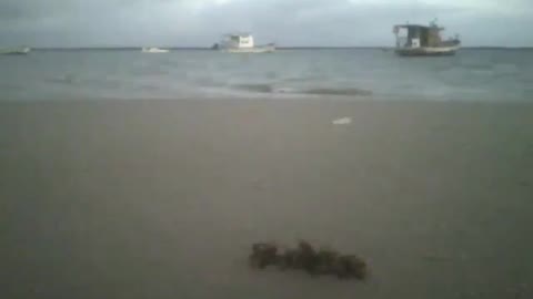 Filming a seaweed in the sand of the beach, fishing boats and the sea [Nature & Animals]