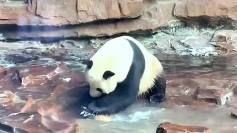 Giant Pandas Are Happily Playing In The Water.