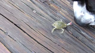 Pit Bull encounters tiny crab on the dock