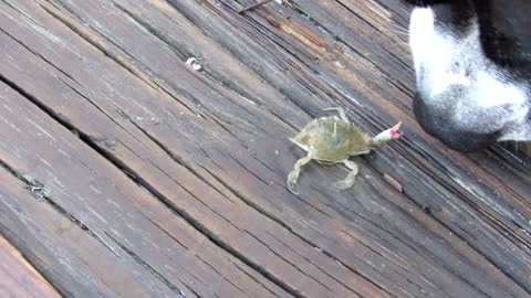 Pit Bull encounters tiny crab on the dock