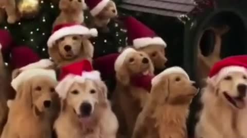 Funny Dogs Christmas Mood 💚 Funny Dog Videos Compilation