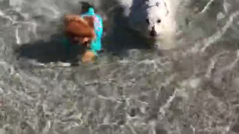 Cute Pomeranian dogs have fun swimming