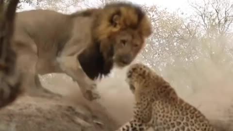 Lion vs. Leopard: Dexterity's Life-Saving Maneuver 🦁🐆