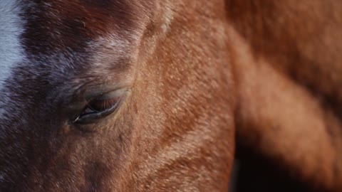 Horse animals head eyes equine