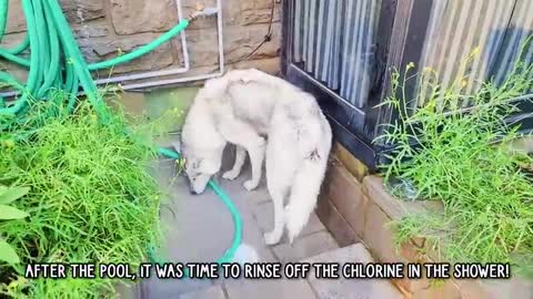 Husky dog learning to swim 🐕🐕