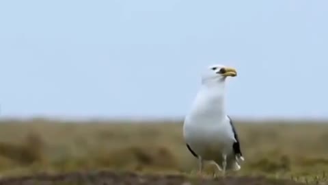A seagull swallows a little rabbit and a few seconds