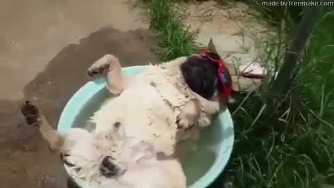 Funny Chilling Dog