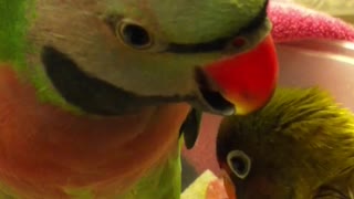 Parakeet Says I Love You Baby