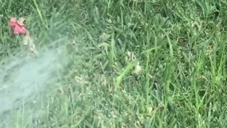 Hummingbird takes bath while woman waters lawn