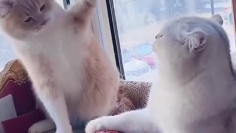 karate Cat Carate Cat ( Cats & Kittens )