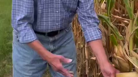 #Cornwatch