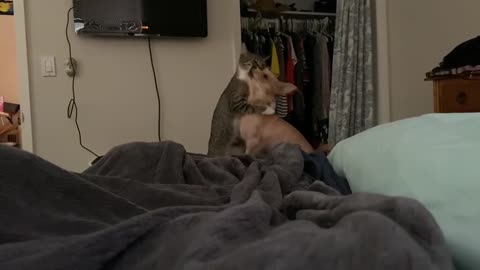 AMAZING SIGHT!! Cat jumps on bed to hug a howling dog