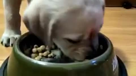 cute dog eating and watch try not to laugh