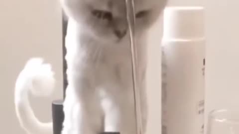 Cute cat trying to drink water