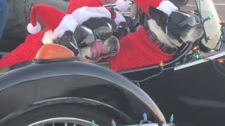 Santa's Little K9 Helpers