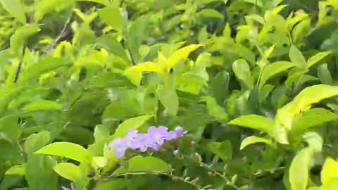 Scattered purple flowers