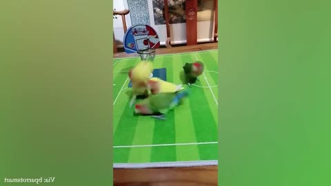The birds are playing football